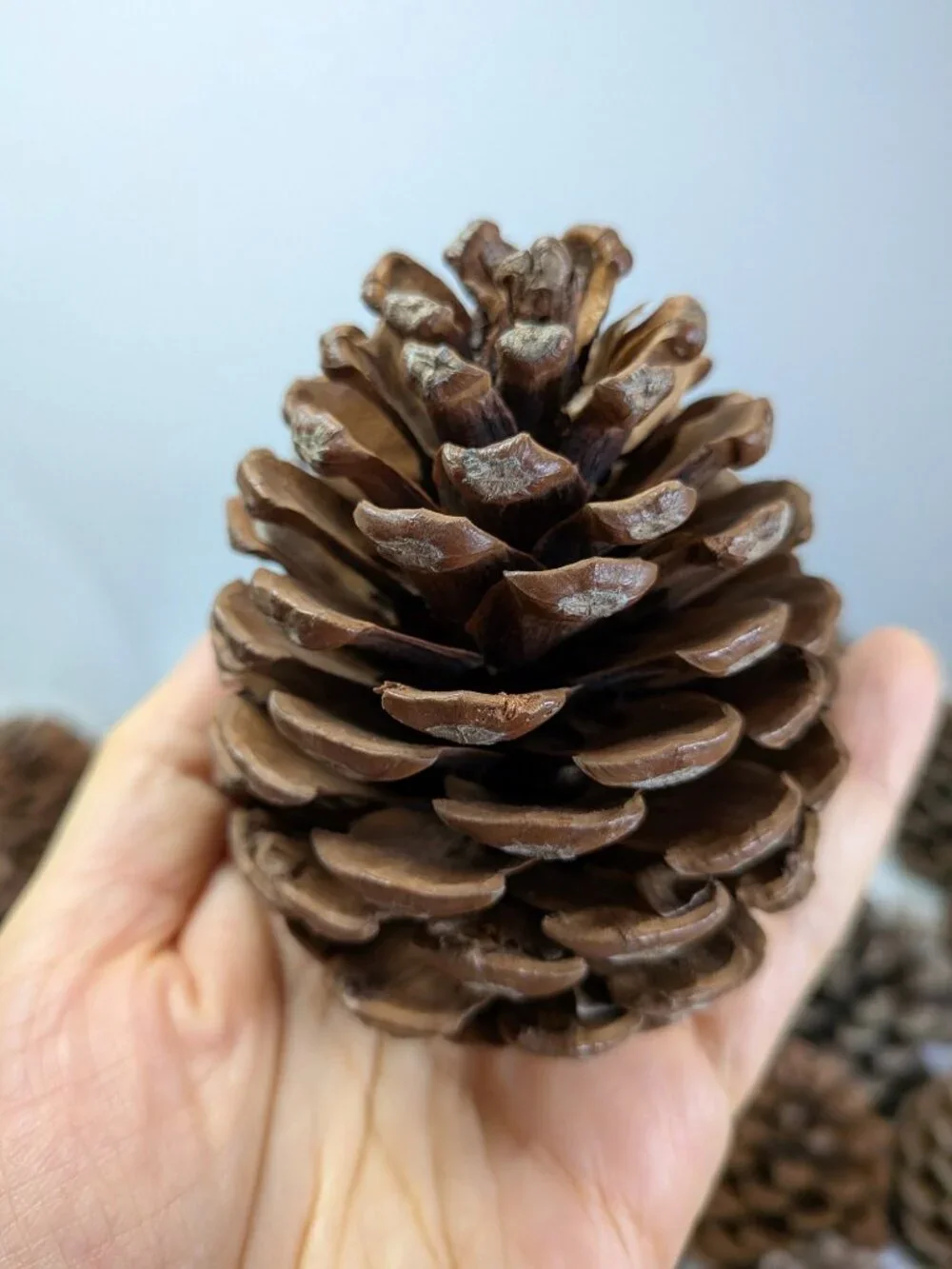 40 Extra Thick Natural Real Pinecones 3